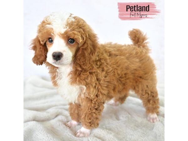 Poodle--Female---Petland Fort Myers, Florida