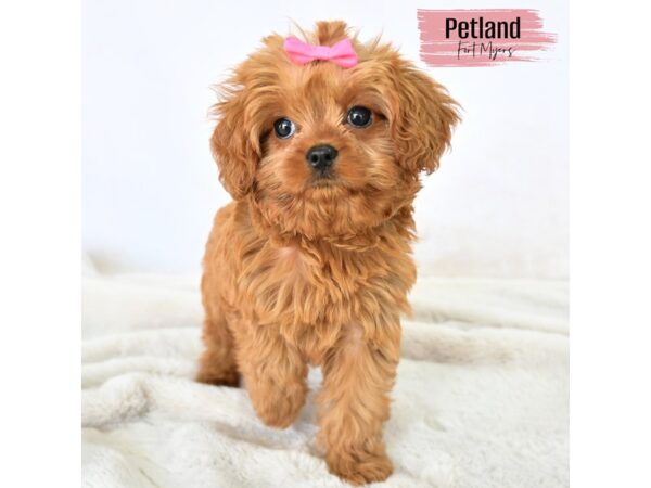 Cavapoo--Female---Petland Fort Myers, Florida