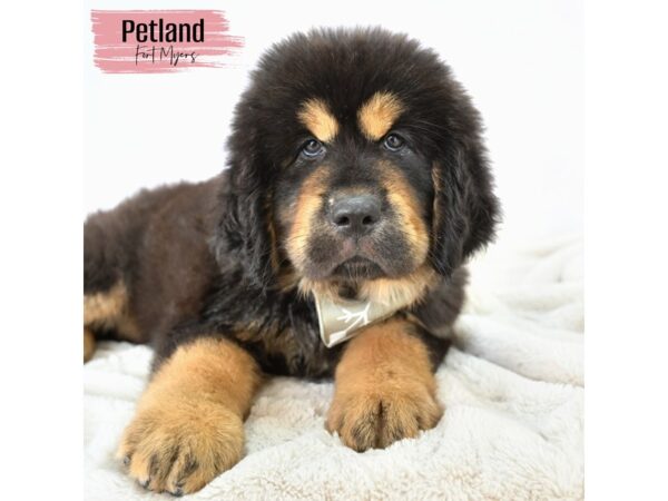 Tibetan Mastiff--Female---Petland Fort Myers, Florida