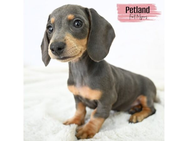 Dachshund--Female---Petland Fort Myers, Florida
