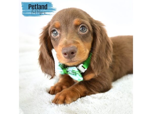 Dachshund--Male---Petland Fort Myers, Florida