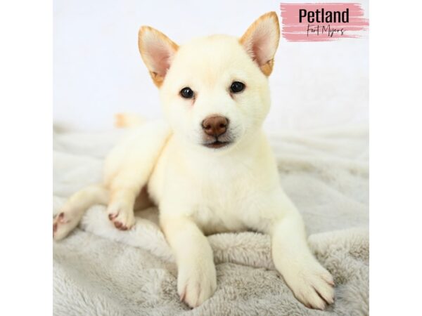 Shiba Inu--Female---Petland Fort Myers, Florida