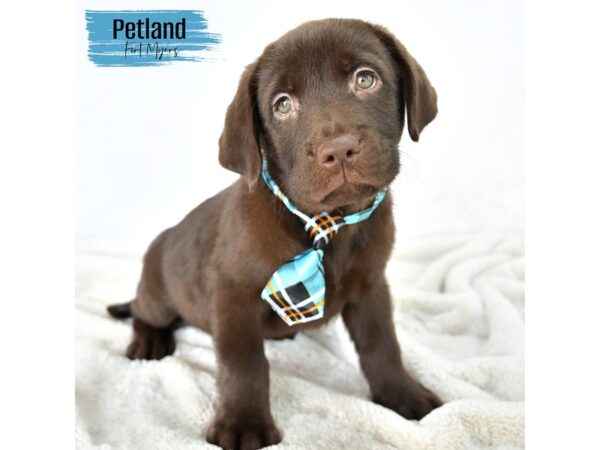 Labrador Retriever--Male---Petland Fort Myers, Florida