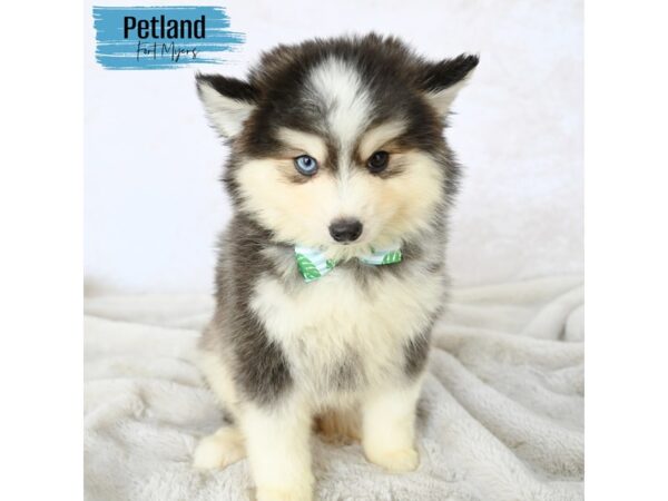 Pomsky--Male---Petland Fort Myers, Florida