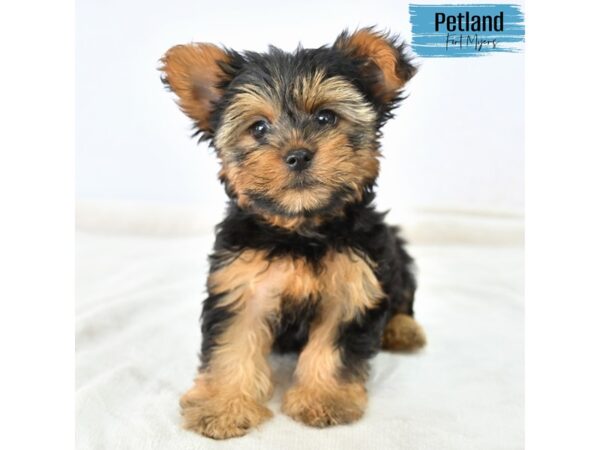 Yorkshire Terrier--Male---Petland Fort Myers, Florida