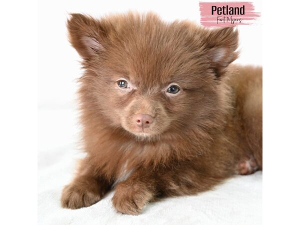 Pomeranian--Female---Petland Fort Myers, Florida