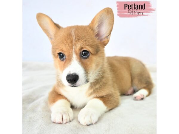 Pembroke Welsh Corgi--Female---Petland Fort Myers, Florida