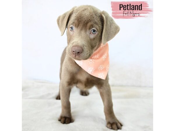 Labrador Retriever--Female---Petland Fort Myers, Florida