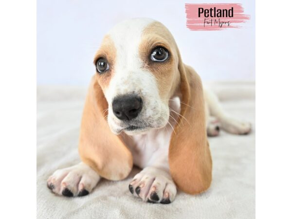 Basset Hound--Female---Petland Fort Myers, Florida