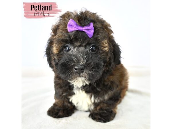 Shihpoo--Female---Petland Fort Myers, Florida