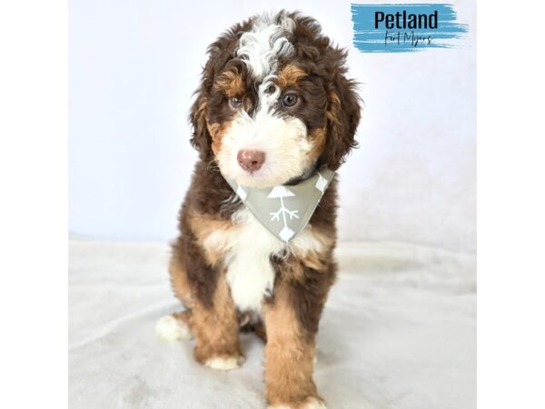 Aussiedoodle--Male---Petland Fort Myers, Florida