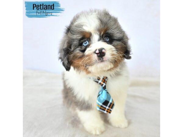 Bernedoodle Mini--Male---Petland Fort Myers, Florida