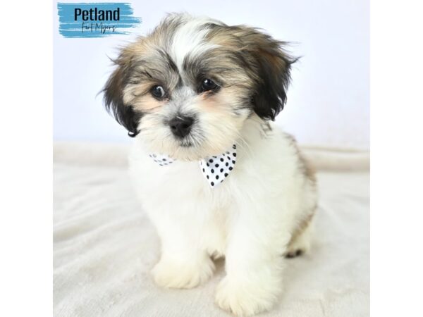Teddy Bear--Male---Petland Fort Myers, Florida
