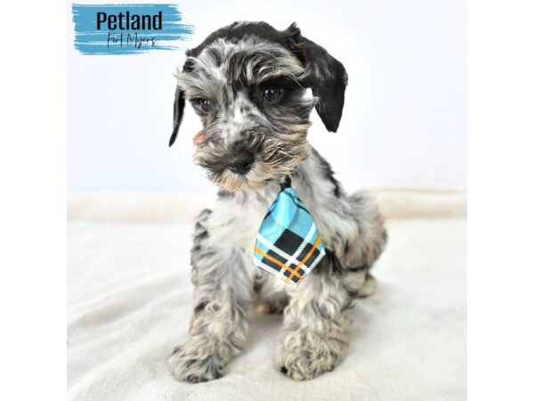 Miniature Schnauzer--Male---Petland Fort Myers, Florida