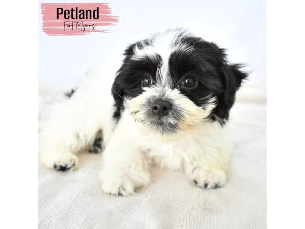 Havanese--Female---Petland Fort Myers, Florida