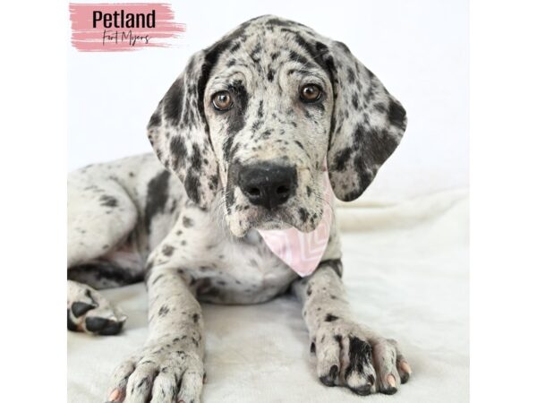 Great Dane--Female---Petland Fort Myers, Florida