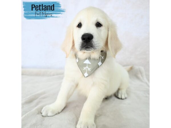 Golden Retriever--Male---Petland Fort Myers, Florida
