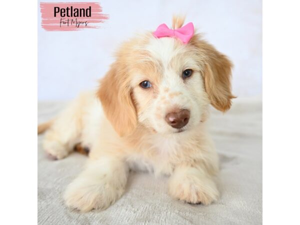 Dachshund--Female---Petland Fort Myers, Florida