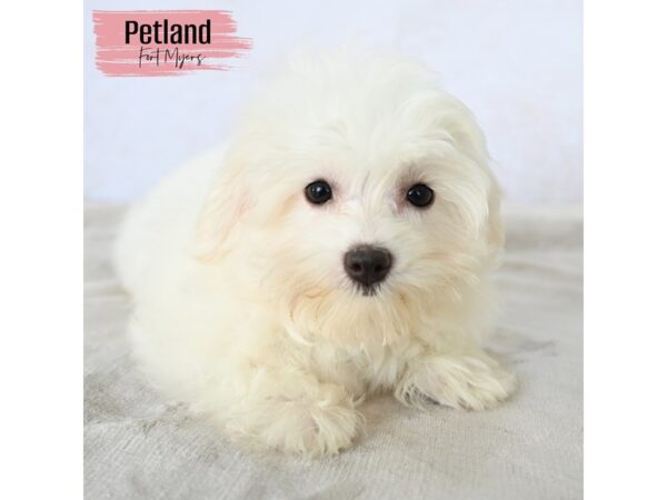Coton De Tulear--Female---Petland Fort Myers, Florida