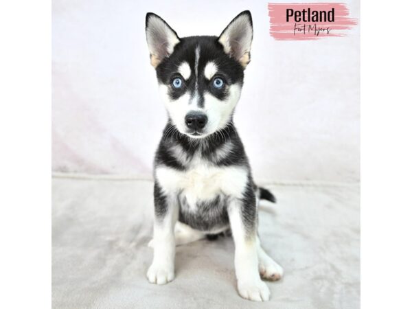 Alaskan Klee Kai--Female---Petland Fort Myers, Florida