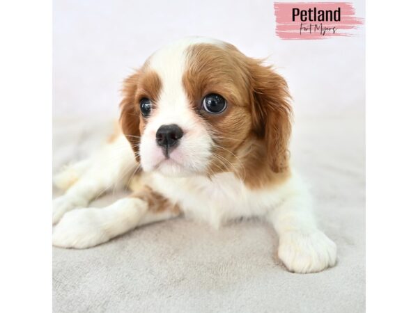 Cavalier King Charles Spaniel--Female---Petland Fort Myers, Florida