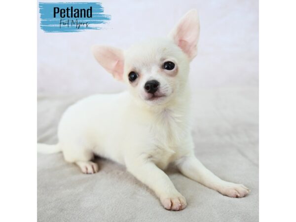 Chihuahua--Male---Petland Fort Myers, Florida