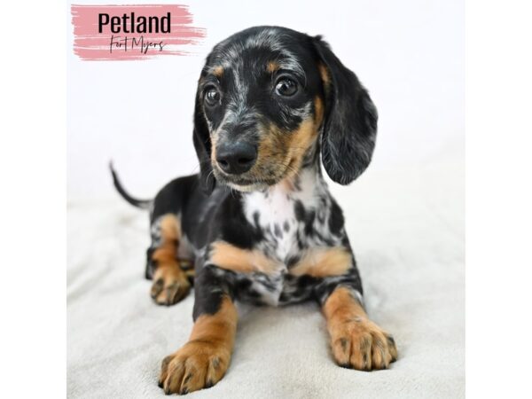 Dachshund--Female---Petland Fort Myers, Florida