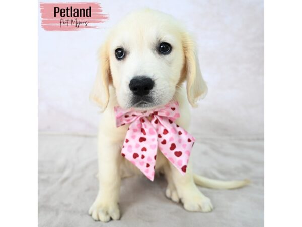 Golden Retriever--Female---Petland Fort Myers, Florida