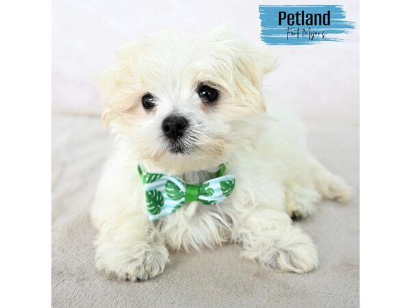 Maltese--Male---Petland Fort Myers, Florida