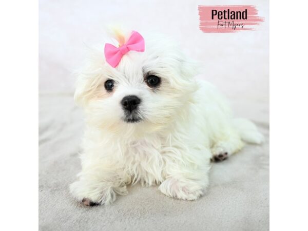 Maltese--Female---Petland Fort Myers, Florida