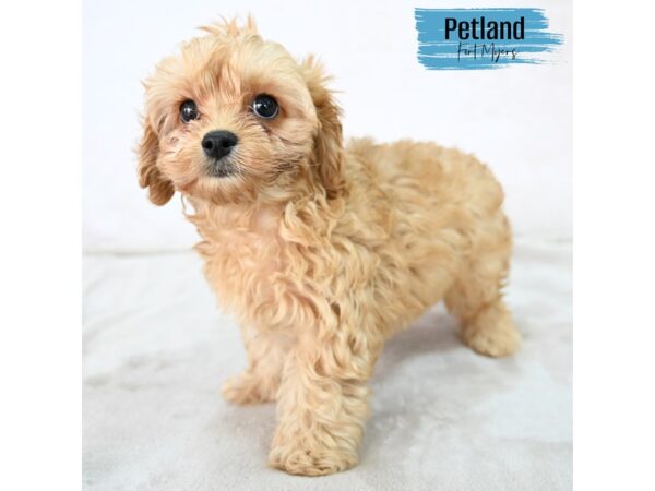 Cavapoo--Male---Petland Fort Myers, Florida