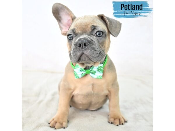 French Bulldog--Male---Petland Fort Myers, Florida