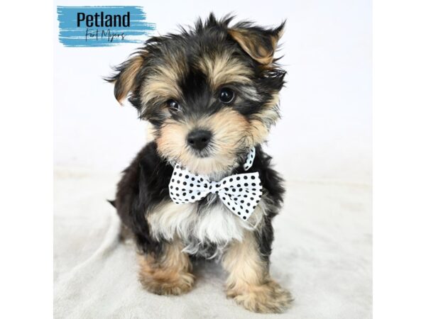 Morkie--Male---Petland Fort Myers, Florida