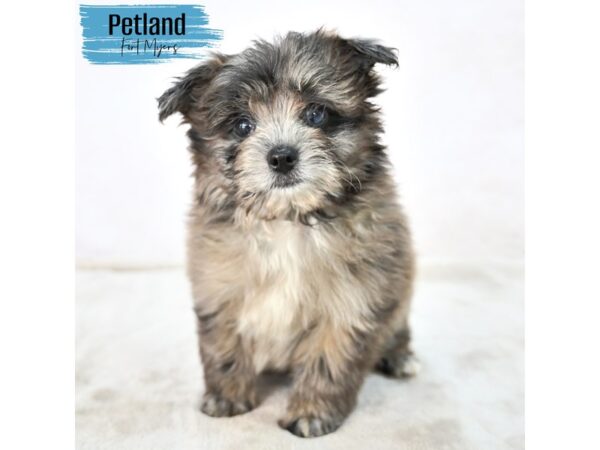 Pom-A-Poo--Male---Petland Fort Myers, Florida