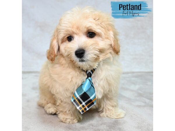 Yorkiepoo--Male---Petland Fort Myers, Florida