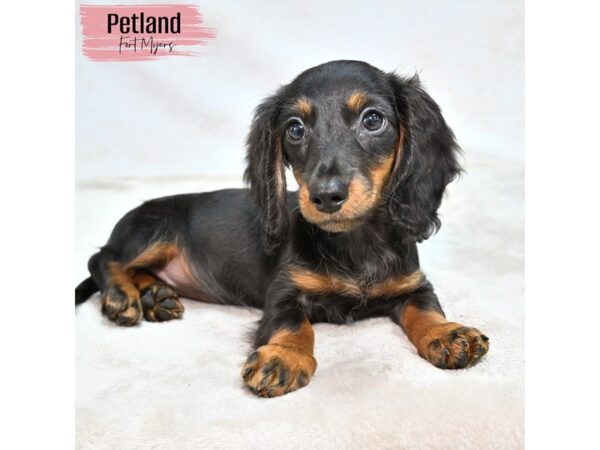 Dachshund--Female---Petland Fort Myers, Florida