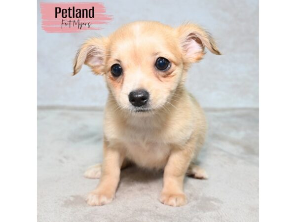 Chihuahua--Female---Petland Fort Myers, Florida