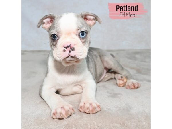 Boston Terrier--Female---Petland Fort Myers, Florida