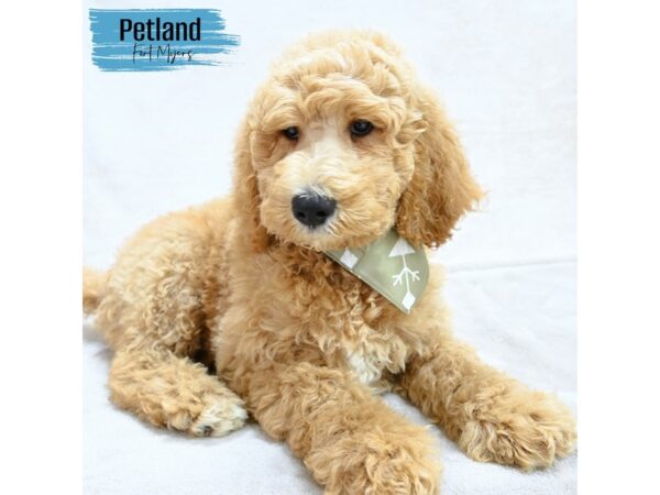 Goldendoodle 2nd Gen--Male---Petland Fort Myers, Florida