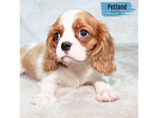 Cavalier King Charles Spaniel--Male---Petland Fort Myers, Florida