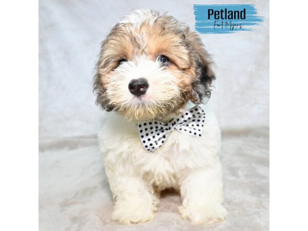 Cockapoo--Male---Petland Fort Myers, Florida
