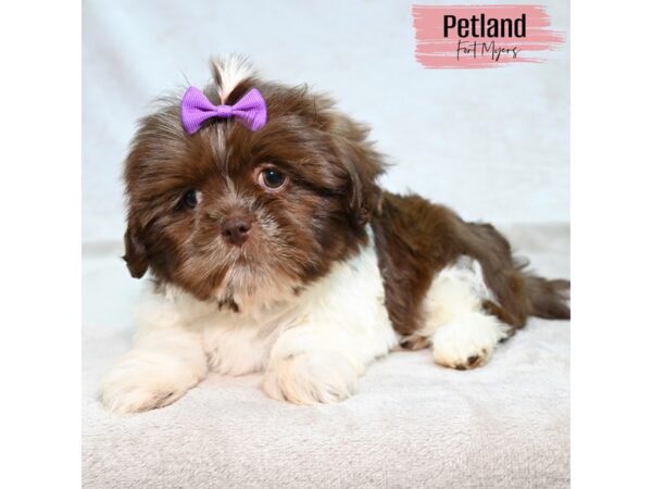 Shih Tzu--Female---Petland Fort Myers, Florida