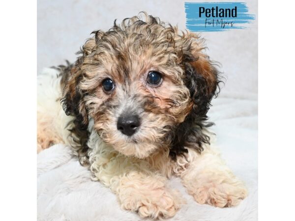 Lhasa Poo--Male---Petland Fort Myers, Florida