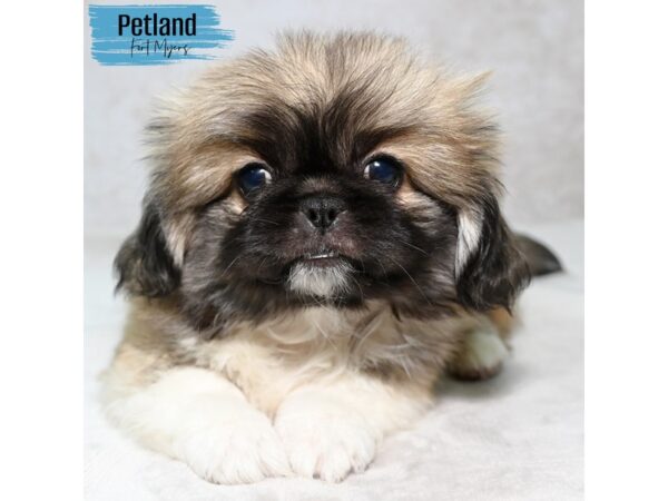 Pekingese--Male---Petland Fort Myers, Florida