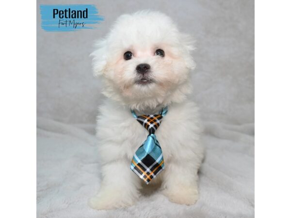 Bichon Frise--Male---Petland Fort Myers, Florida