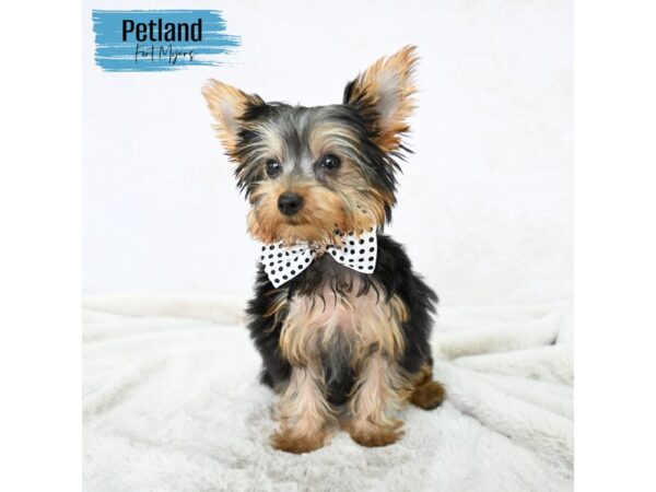 Yorkshire Terrier--Male---Petland Fort Myers, Florida