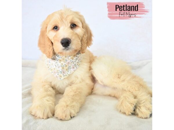 Goldendoodle F1b--Female---Petland Fort Myers, Florida
