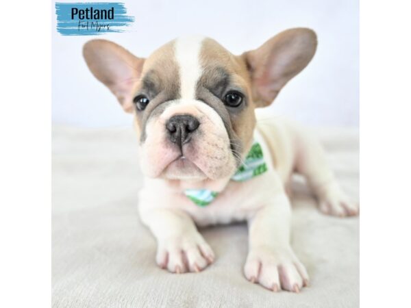 French Bulldog--Male---Petland Fort Myers, Florida