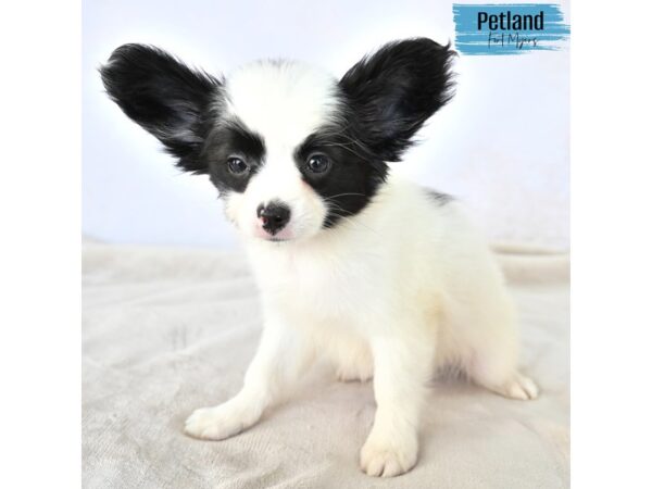 Papillon--Male---Petland Fort Myers, Florida