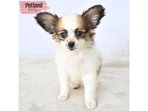 Papillon--Female---Petland Fort Myers, Florida